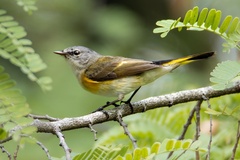Setophaga ruticilla