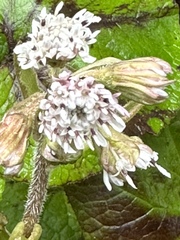 Petasites pyrenaicus