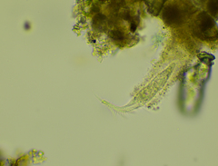 Stichotricha