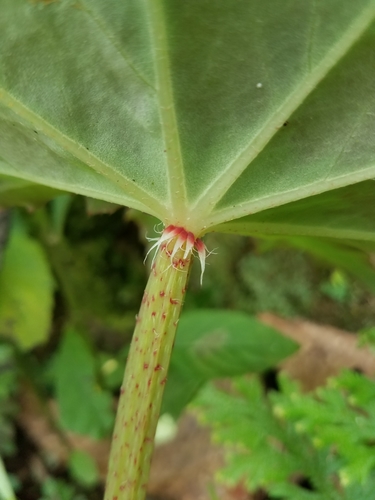Star Begonia
