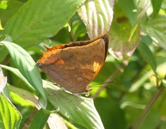 Charaxes psaphon