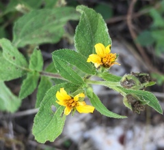 Wedelia acapulcensis