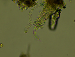 Stichotricha