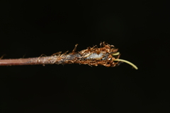 Christella clarkei