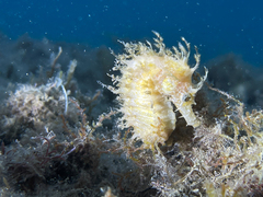 Hippocampus guttulatus