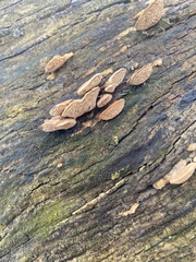 Polyporales