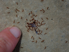 Solenopsis molesta