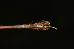 Christella clarkei