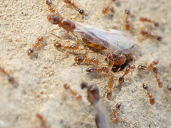 Solenopsis molesta