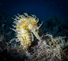 Hippocampus guttulatus