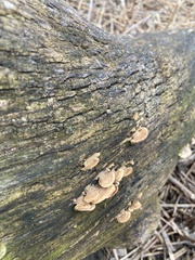 Polyporales