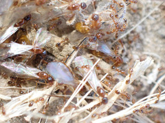 Solenopsis molesta