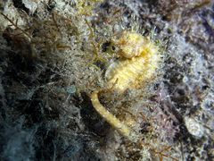 Hippocampus guttulatus