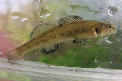 Etheostoma nigrum