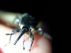 Odoiporus longicollis