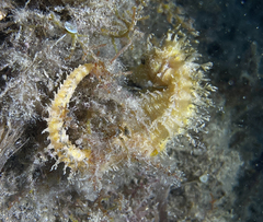 Hippocampus guttulatus