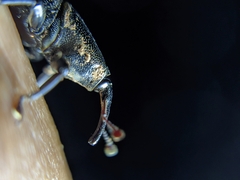 Odoiporus longicollis