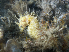 Hippocampus guttulatus