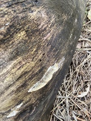 Polyporales