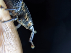 Odoiporus longicollis