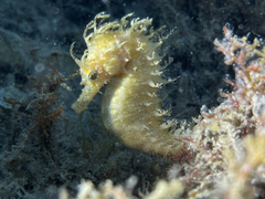 Hippocampus guttulatus