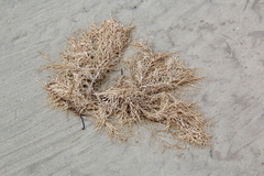 Sargassum fluitans