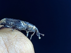 Odoiporus longicollis