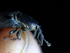 Odoiporus longicollis