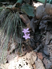 Pseuderanthemum praecox