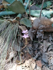 Pseuderanthemum praecox