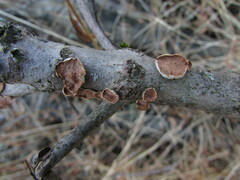 Scytinostroma artocreas