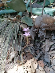 Pseuderanthemum praecox