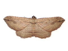 Austrocidaria