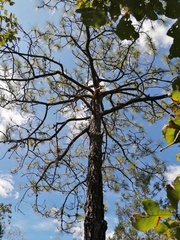 Pinus oocarpa