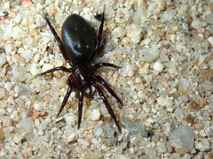 Gnaphosidae