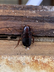 Parcoblatta pennsylvanica