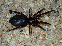 Gnaphosidae