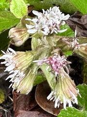 Petasites pyrenaicus