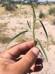 Palafoxia sphacelata