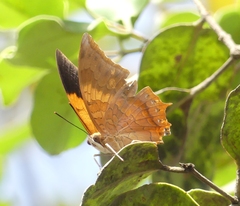 Charaxes psaphon imna