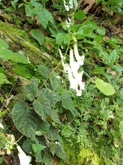 Smithiantha multiflora