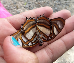 Metamorpha elissa