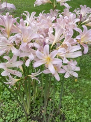 Lycoris squamigera