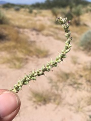 Dalea lanata terminalis
