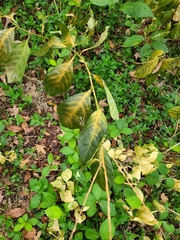Petiveria alliacea