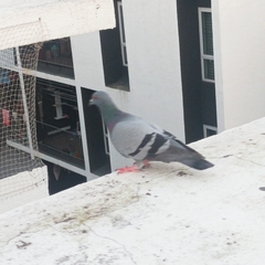Columba livia domestica