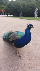 Pavo cristatus