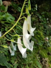 Smithiantha multiflora