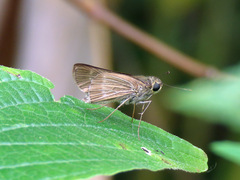 Panoquina ocola
