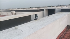 Columba livia domestica